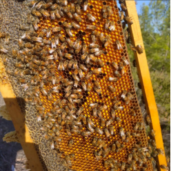 Arı Ekmeği (Perga), Polenli Çiçek Balı En Az 2,3 Kg